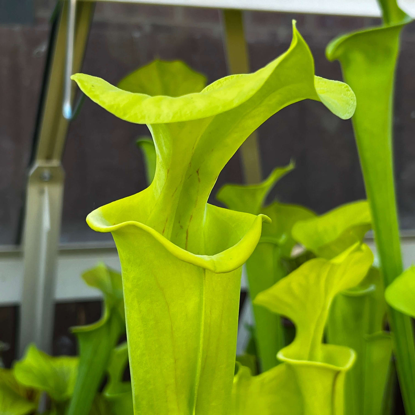 Sarracenia flava var. flava