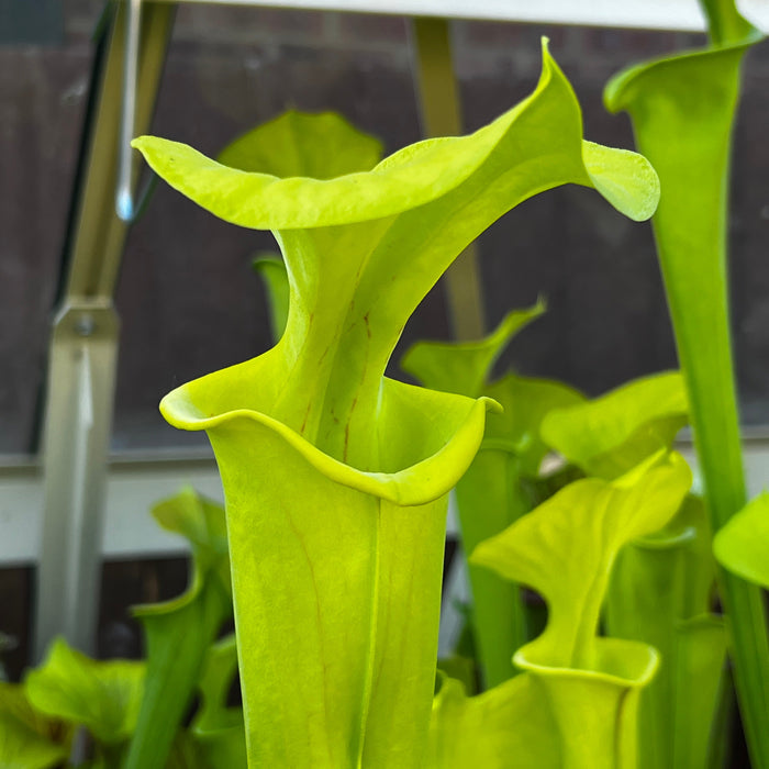 Sarracenia Flava Var. - Giant (Green Swamp North Carolina) Mk-F228