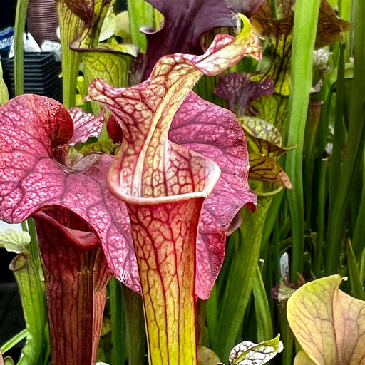 Sarracenia Saxaphaw