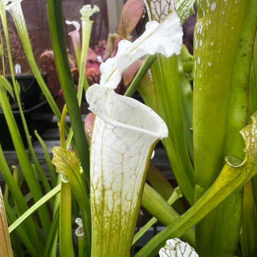 Sarracenia Leucophylla Var. Alba - Christian Klein