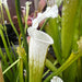 Sarracenia Leucophylla Var. Alba - Christian Klein