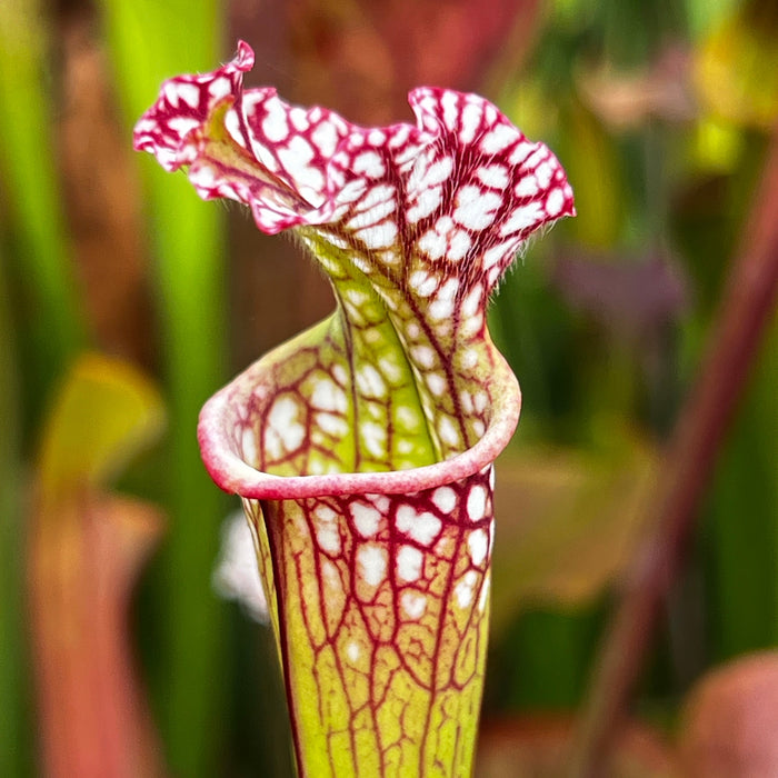 Sarracenia Mihara