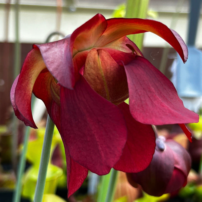 Sarracenia Leucophylla X Daniel Rudd