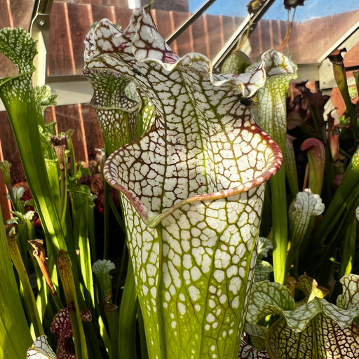 Sarracenia Leucophylla Mont Blanc