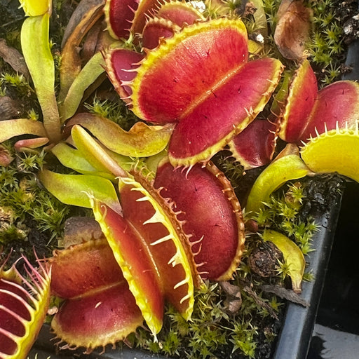 Dionaea Muscipula Galaxy