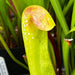 Sarracenia Minor Var. - Green Form (Fargo Clinch County Georgia)