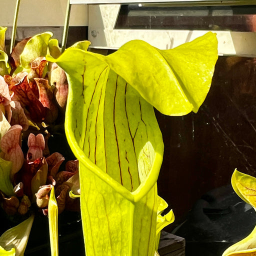 Sarracenia Alata Var. - Ex. Hampshire Carnivorous Plants