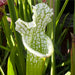 Sarracenia Leucophylla Var. Alba - Christian Klein