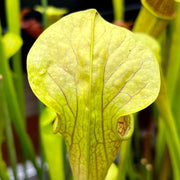 Sarracenia Alata Var. (Jackson County Florida)