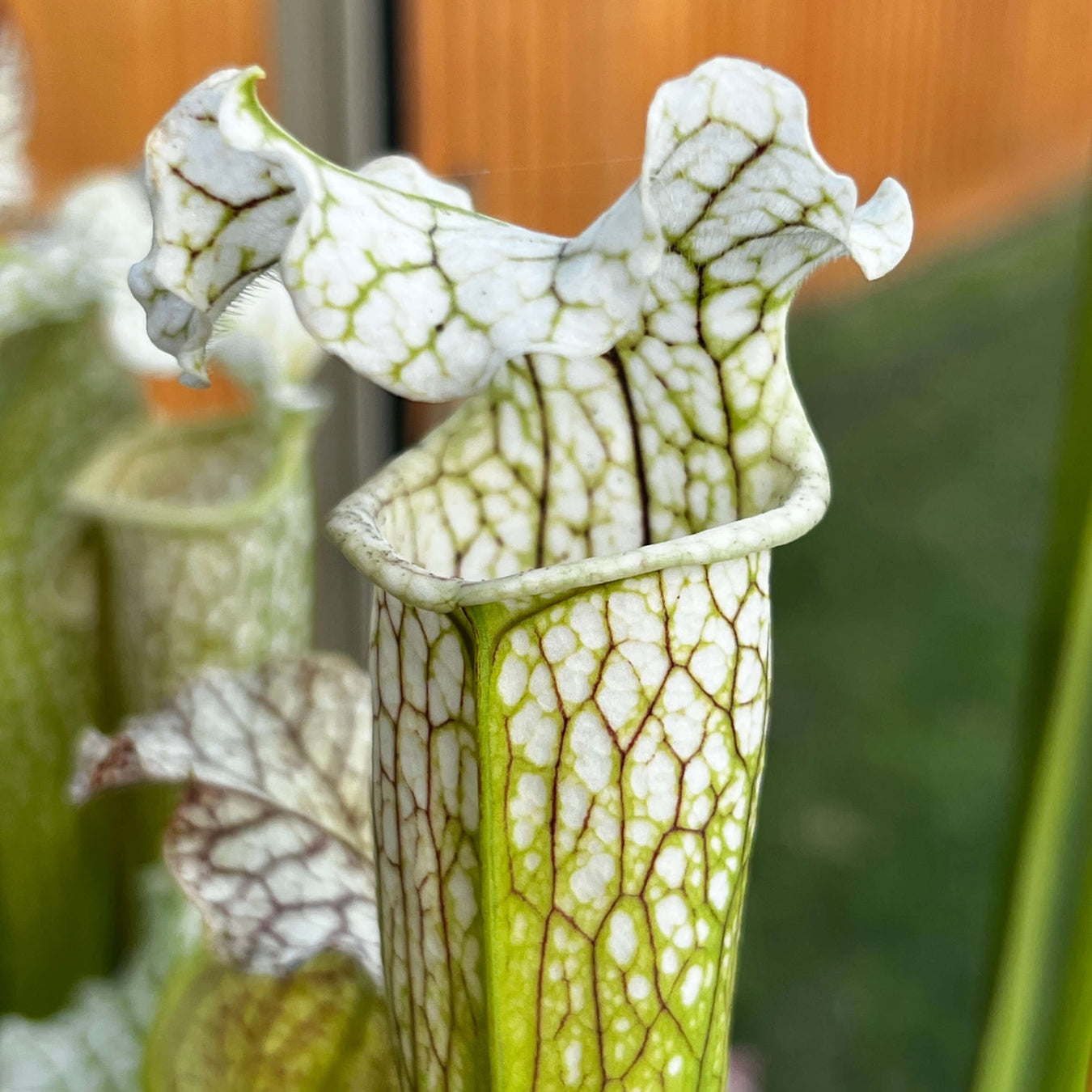 Sarracenia Collector Plants