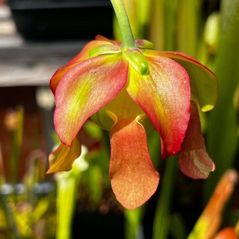 Sarracenia leucophylla 'Slack Clone' X 'Schnell's Ghost'