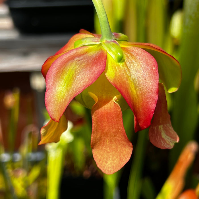 Sarracenia Leucophylla Slack Clone X Schnells Ghost