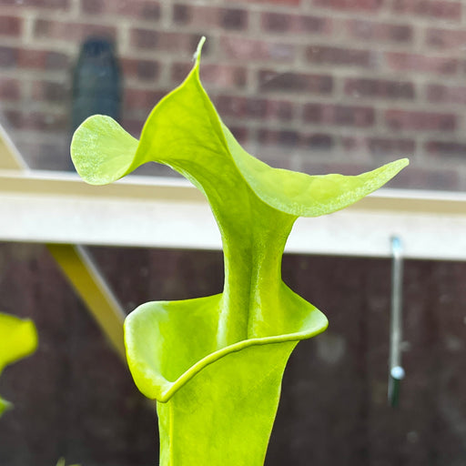 Sarracenia Flava Var. Maxima - Very Tall Form