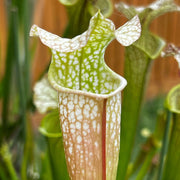 Sarracenia Asuka No. 16