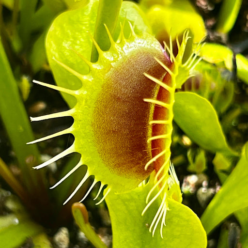 Dionaea Muscipula Giant Sand