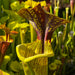 Sarracenia Flava Var. Ornata Ms-F221