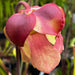 Sarracenia Johnny Marr