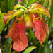 Sarracenia Veiny Thing