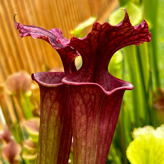 Sarracenia Red Sumatra