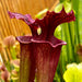 Sarracenia Red Sumatra