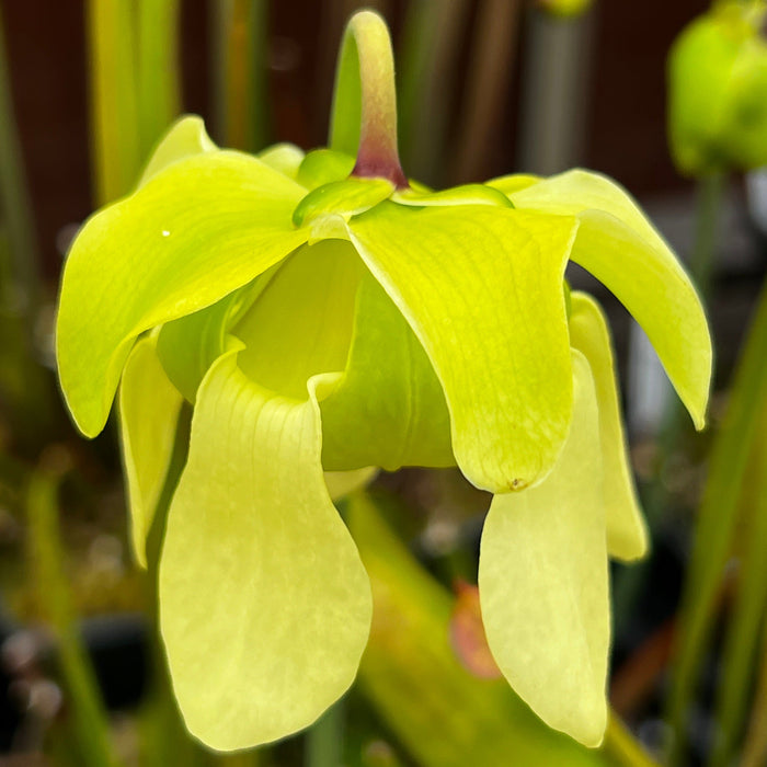 Sarracenia Alata Var. Rubrioperculata (Interstate 16/12 Desoto Stone County Mississippi)