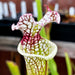 Sarracenia Leucophylla Red Stripe In Throat Mk-L111