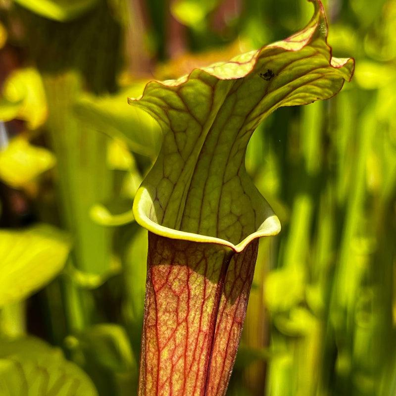 Sarracenia × Moorei - Mike King Unknown 2021 A