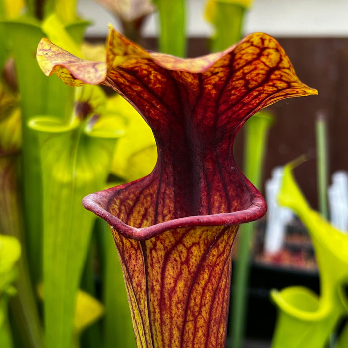 Sarracenia Flava - Inter-Varietal