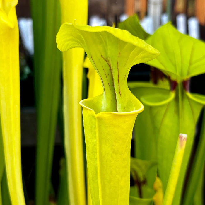 Sarracenia Flava Goldie