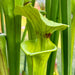 Sarracenia × Moorei Brooks Hybrid