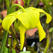 Sarracenia Flava Var. Cuprea (North Carolina)