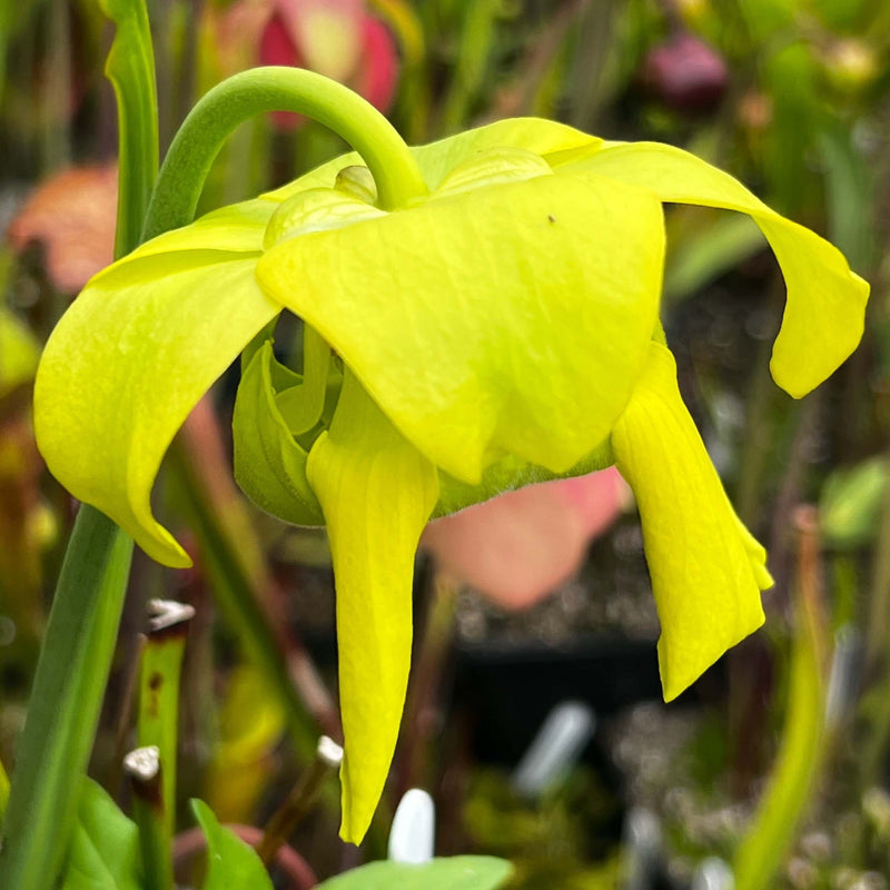 Sarracenia Flava Var. Cuprea (North Carolina)