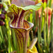 Sarracenia Flava - Inter-Varietal