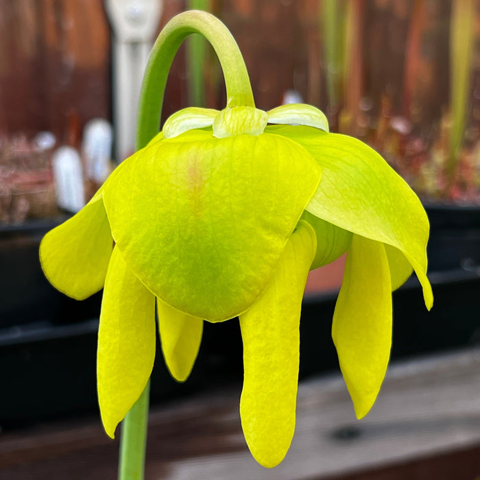 Sarracenia Flava Var. Cuprea Lilian Cooper