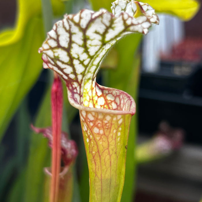 Sarracenia Leucophylla - Green & White (Milton County Florida) Ms-Sl127