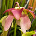 Sarracenia × Exornata Peaches And Cream