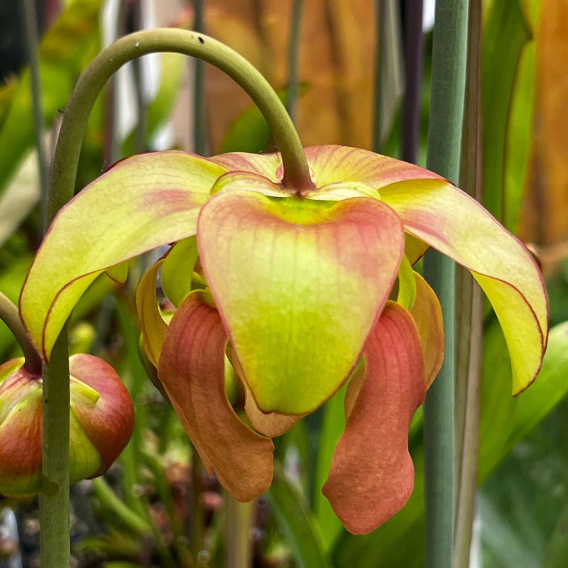 Sarracenia Copper Vase