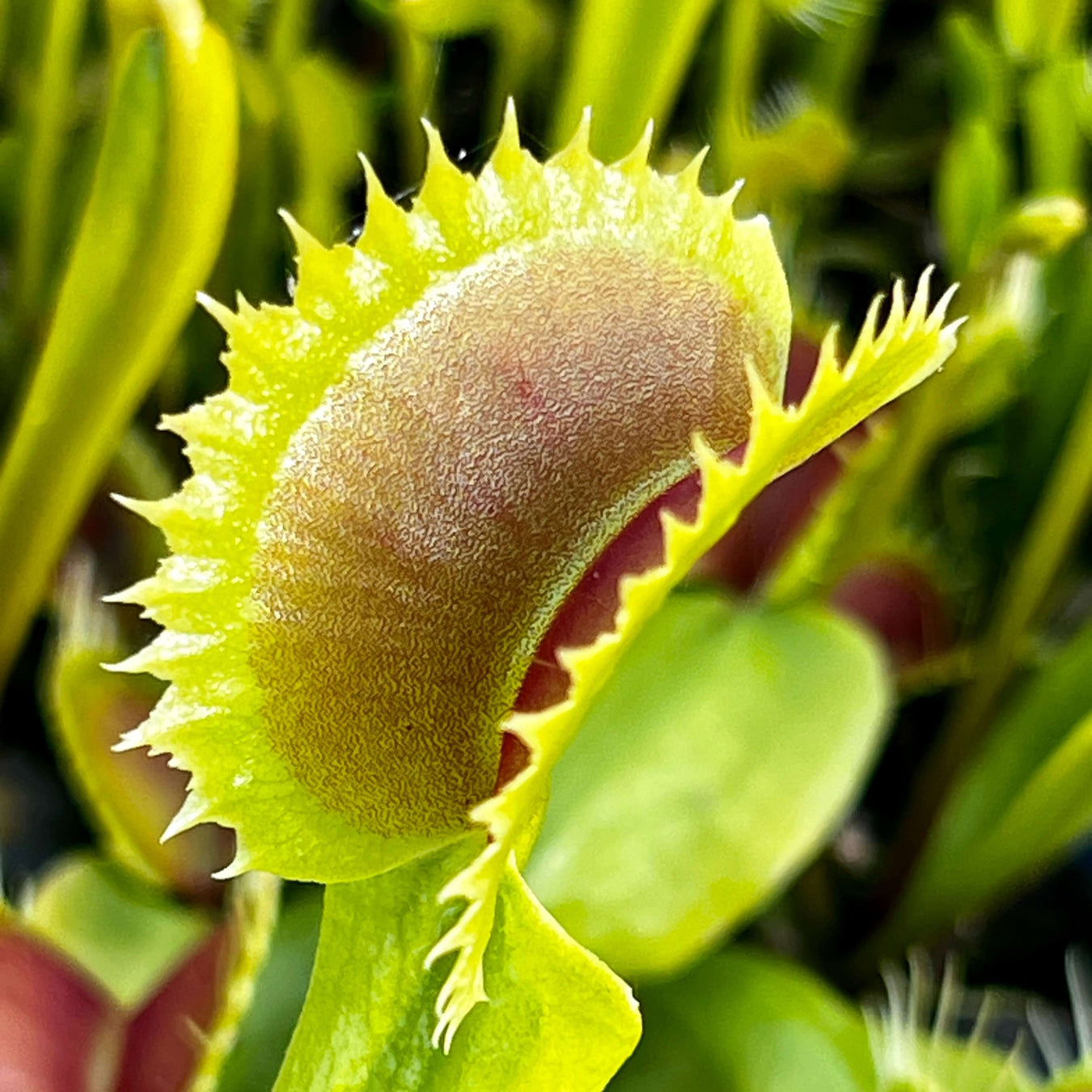 Giant Venus Flytraps