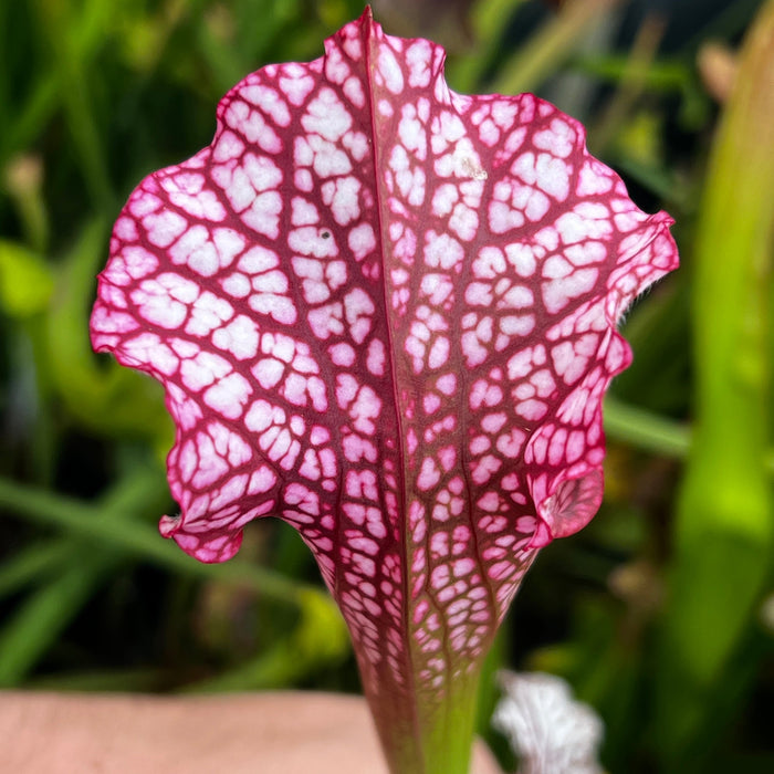 Sarracenia Danas Delight