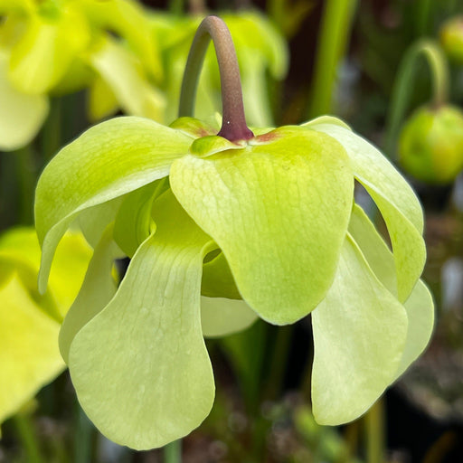 Sarracenia Alata Var. F. Pubescens - Hairy Pitchers