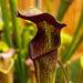 Sarracenia Alata Var. Nigropurpurea - Black Tube Large Form Mk-A60