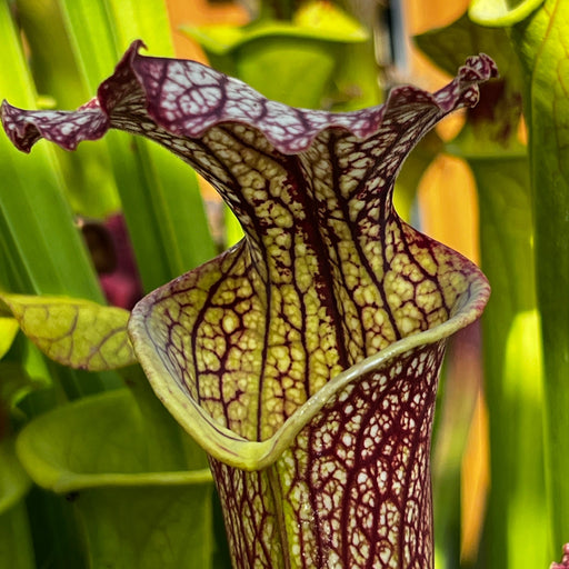 Sarracenia × Moorei Elizabeth