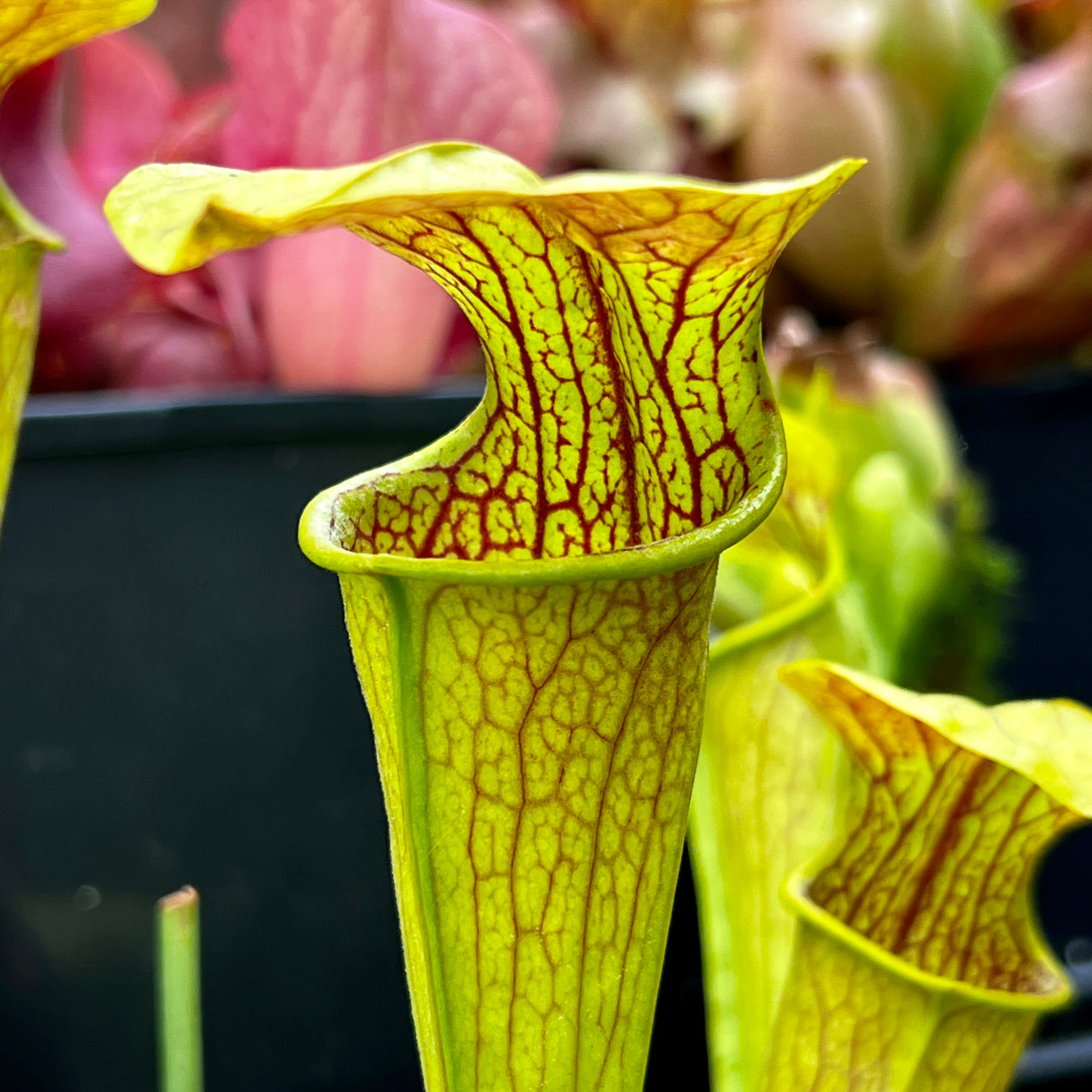 Sarracenia Alata Var. (Jackson County Florida)