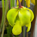 Sarracenia Flava Var. Rugelii (Blackwater National Park Florida)