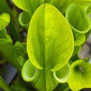 Sarracenia Oreophila Var. (Centre Alabama)