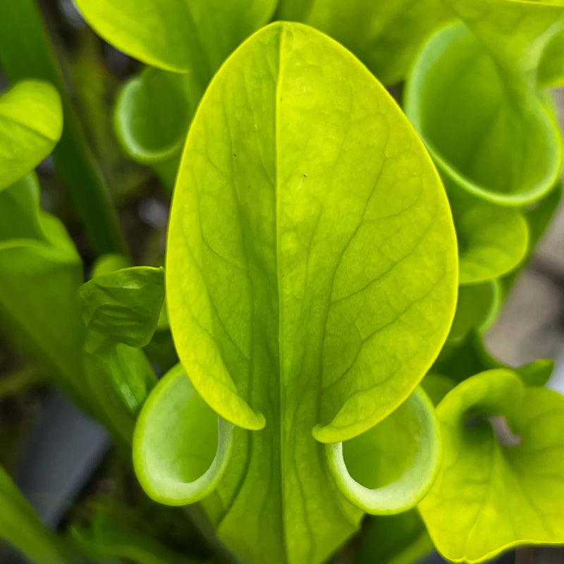 Sarracenia Oreophila Var. (Centre Alabama)