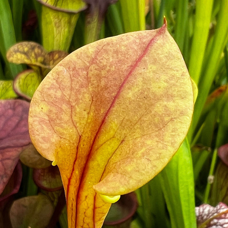Sarracenia Flava Var. Cuprea (North Carolina)