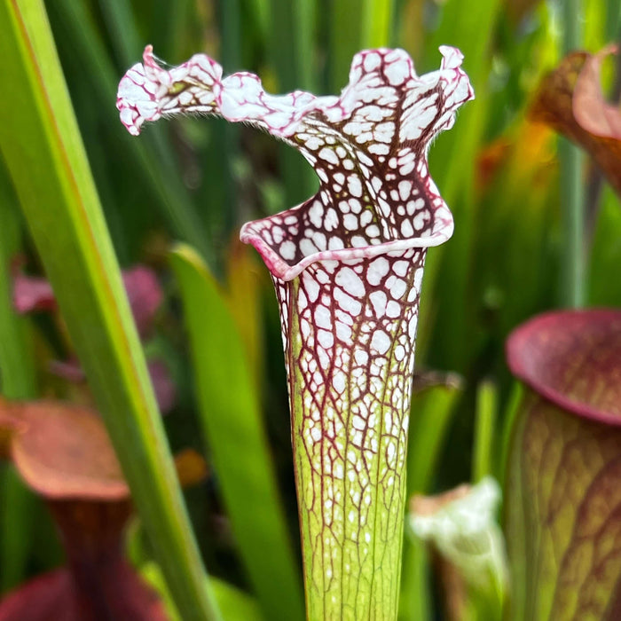 Sarracenia × Excellens X Leucophylla Mk-H94