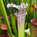 Sarracenia × Excellens X Leucophylla Mk-H94