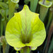 Sarracenia Flava Var. Ornata Outlaw (Bay County Florida)